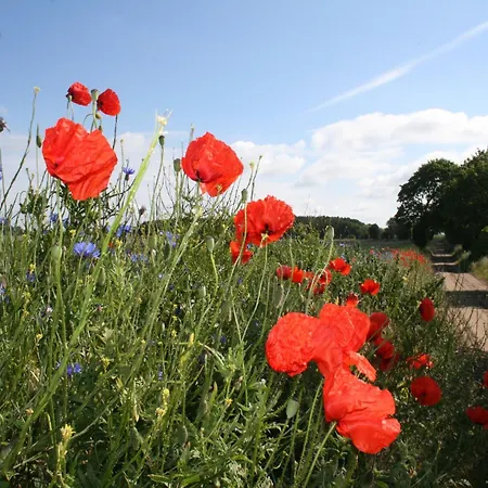 Geraeumige In Mit Garten