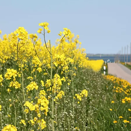 Geraeumige In Mit Garten Boddin