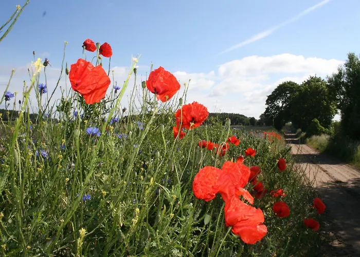 Geraeumige In Mit Garten